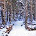 Zaśnieżona Dolina Filipka, drugi drewniany most na niebieskim szlaku, leśna droga