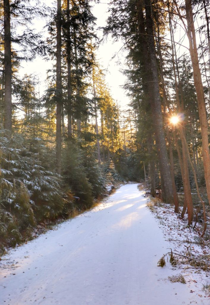 leśna, zaśnieżona droga prowadząca przez Dolinę Filipka, słoneczny dzień