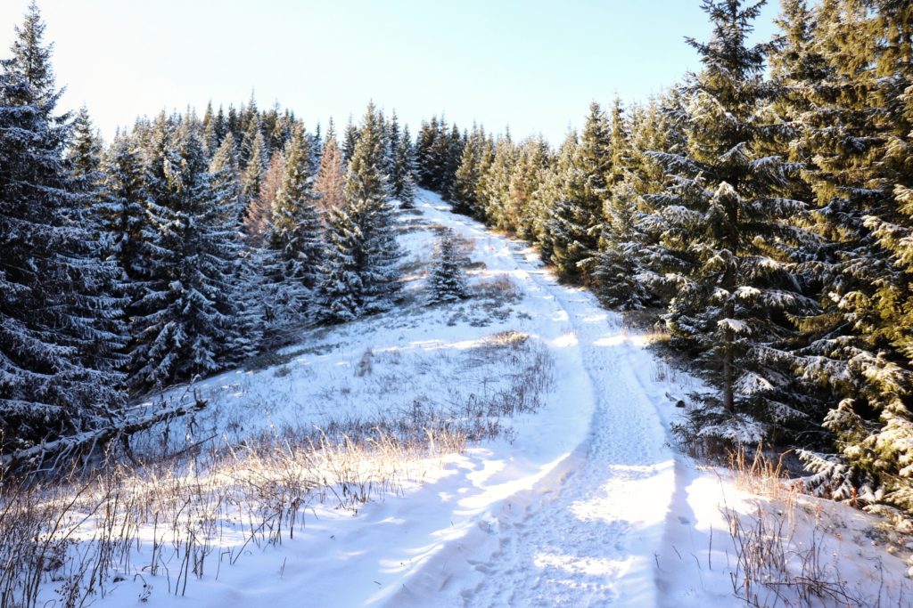 ścieżka leśna, na której zalega śnieg, idąca na szczyt Gęsia Szyja