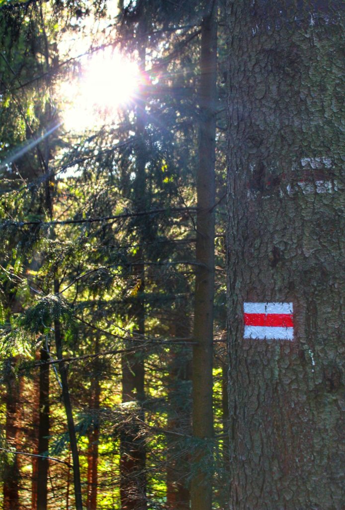 Oznaczenie czerwonego szlaku prowadzącego w kierunku szczytu Śnieżka z Karpacza na pniu drzewa, promienie słoneczne przebijające się przez gałęzie