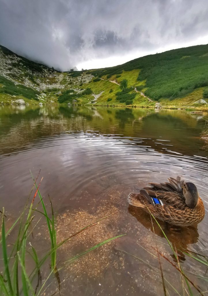 Pośredni Staw Rohacki w Tatrach Słowackich, kaczka krzyżówka
