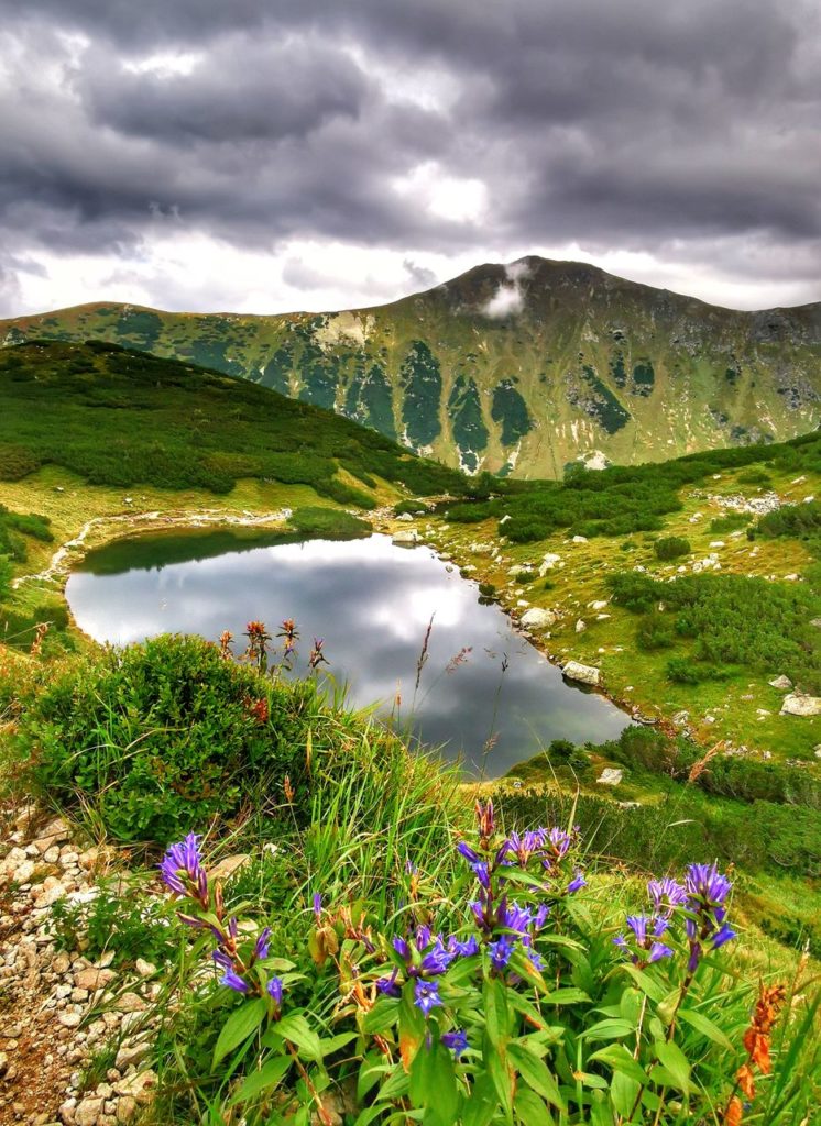 Pośredni Staw Rohacki w Tatrach Słowackich, Górskie rośliny - goryczka trojeściowa, piękny słoneczny dzień
