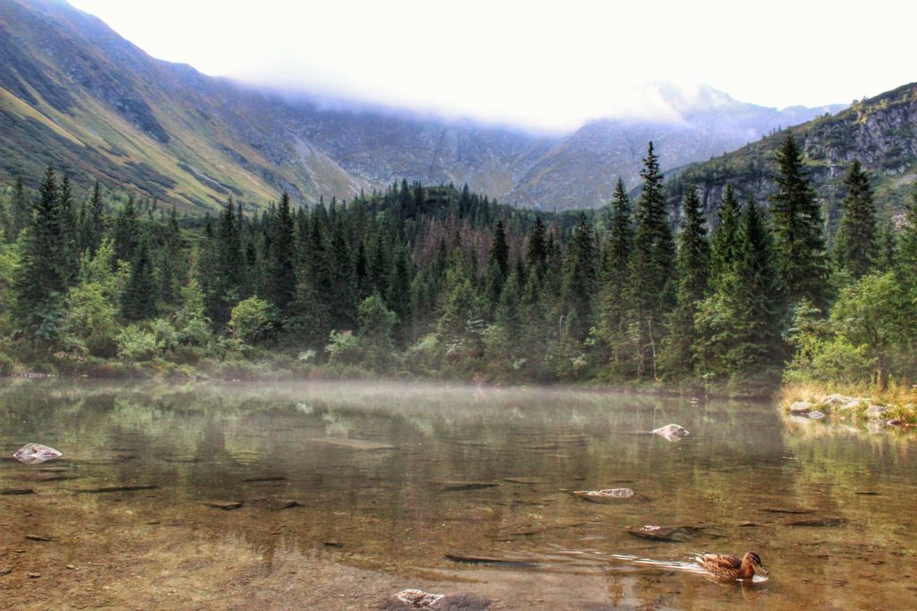 Tatliakowe Jezioro na tle Tatr, które delikatnie przykryte są mgłą, po jeziorze pływa kaczka