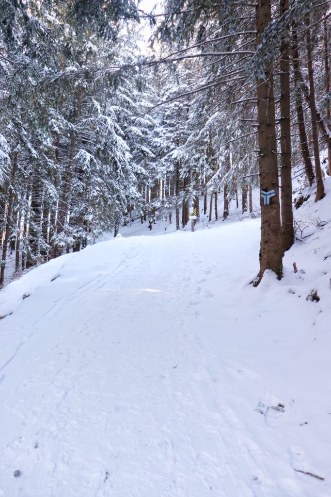 Leśna, zaśnieżona ścieżka na niebieskim szlaku prowadzącym do Przełęczy między Kopami