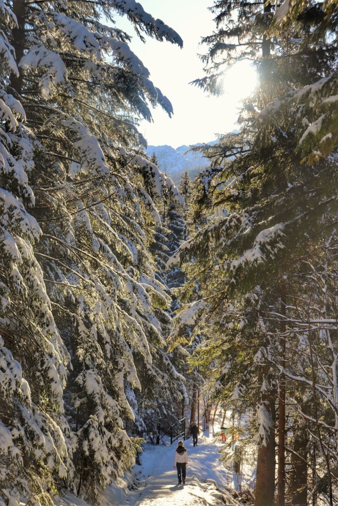 Piękny, zimowy, tatrzański las, zaśnieżone drzewa oświetlone przez promienie słoneczne
