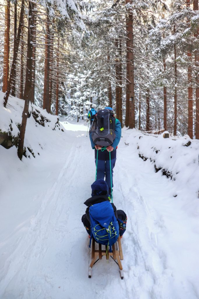 Turysta ciągnący sanki z dzieckiem, las zimą w Tatrzańskim Parku Narodowym