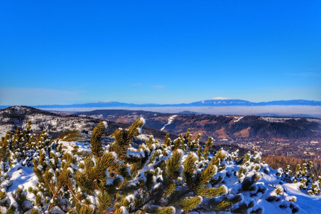 Widok na Babią Górę z okolic Przełęczy między Kopami (niebieski szlak), zielona kosodrzewina