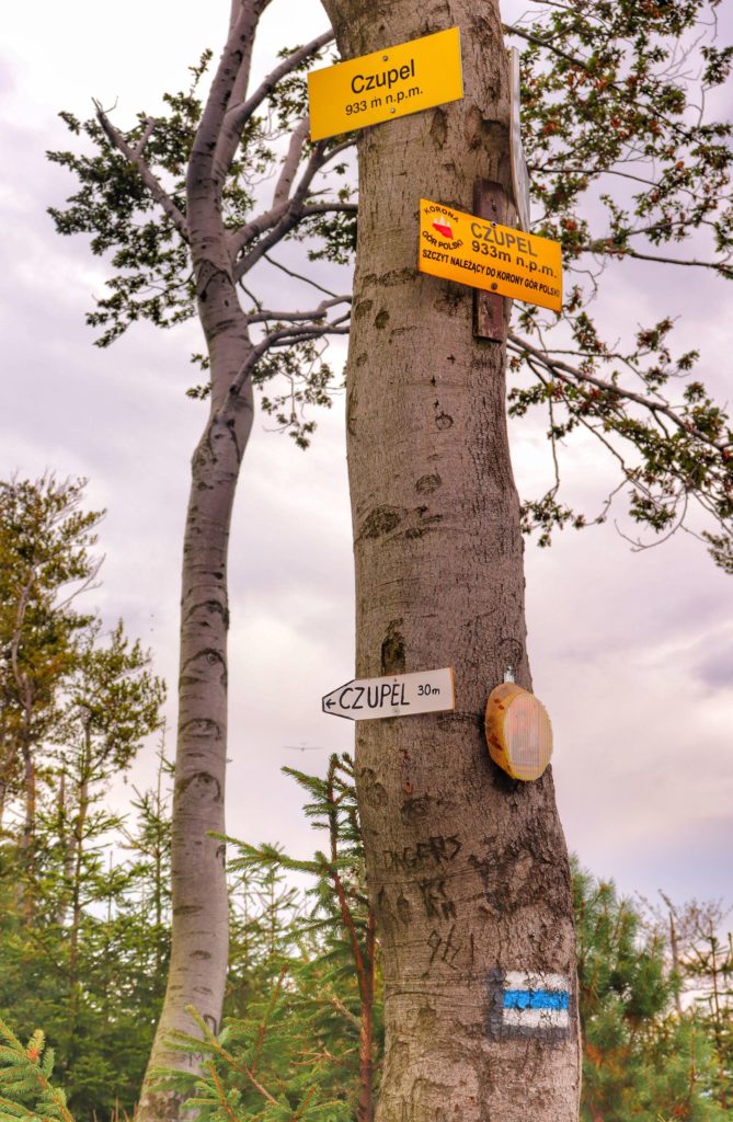 Drzewo na szczycie Czupel, żółte tabliczki z napisem Czupel 933 m n.p.m.