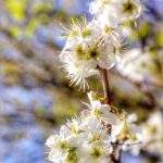 Gałązka, kwitnąca czereśnia, białe kwiaty