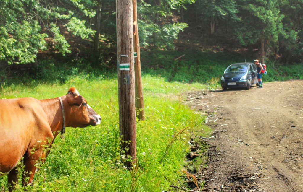 Krowa, słup z oznaczeniem zielonego szlaku idącego z Roztoki Górnej na Przegibek, w oddali turysta stojący przy zaparkowanym samochodzie