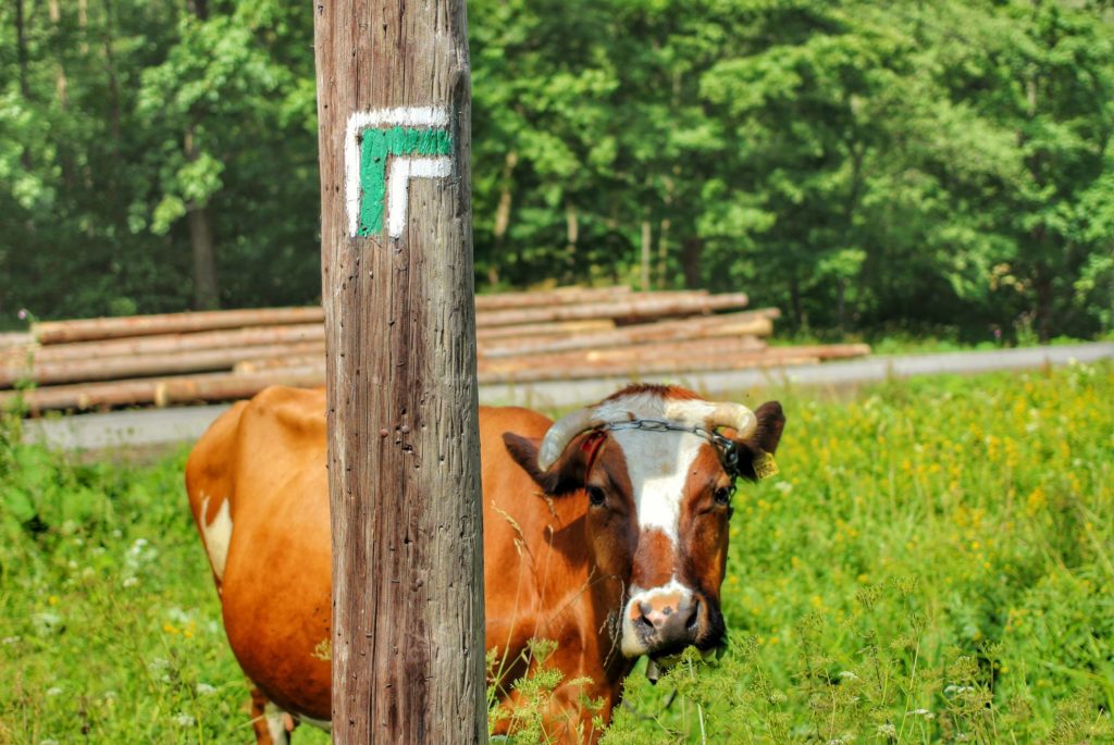 Krowa wychylająca się zza drewnianego słupa, na którym jest oznaczenie skręcającego w lewo zielonego szlaku - Roztoki Górne na Przegibek