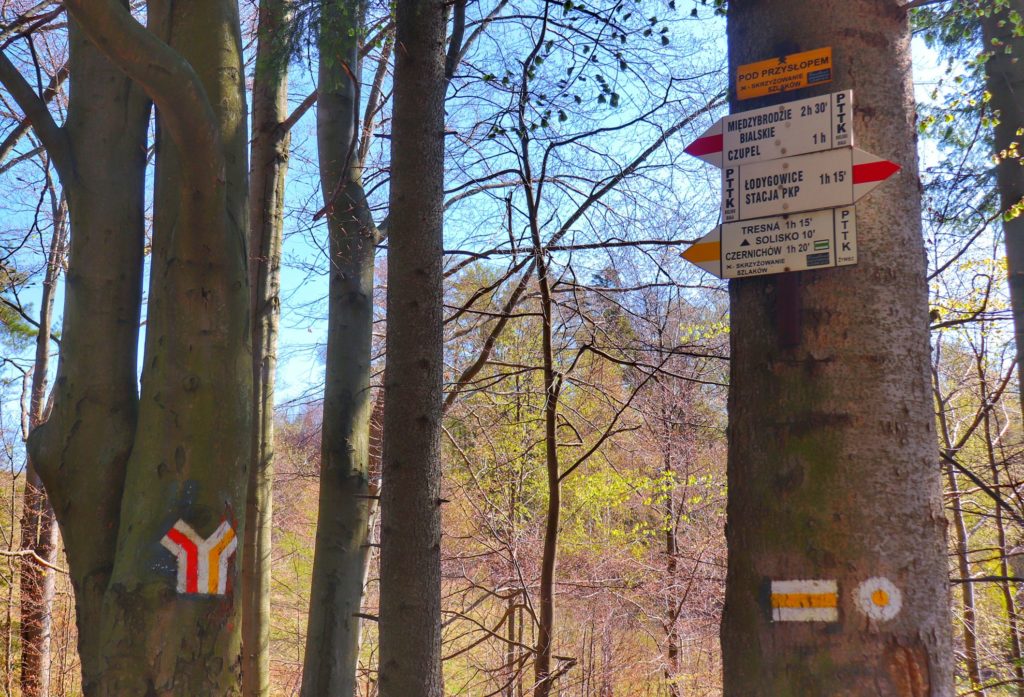 Miejsce skrzyżowania szlaków Pod Przysłopem, szlak czerwony oraz żółty, drzewa