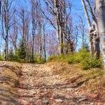 Podejście pod Czupel na niebieskim szlaku prowadzącym z Przełęczy pod Czuplem, leśna ścieżka, piękny dzień