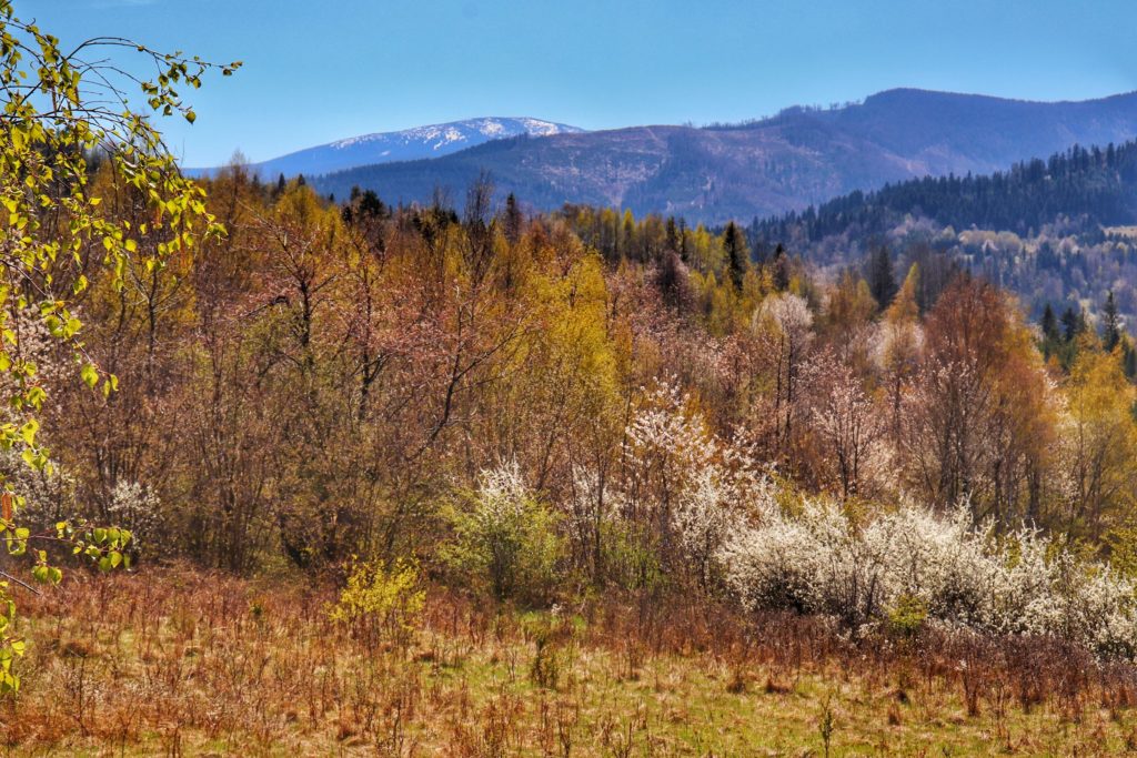 Polana leżąca nieopodal szczytu Jastrzębica na niebieskim szlaku, kwitnące drzewa, krajobraz górski, w oddali ośnieżone góry,