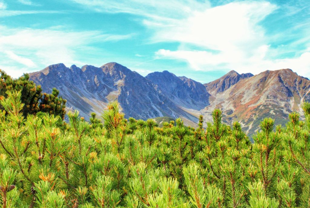 Soczysto zielona kosodrzewina zza której wyłania się wspaniały widok na skalne, tatrzańskie szczyty Tatr