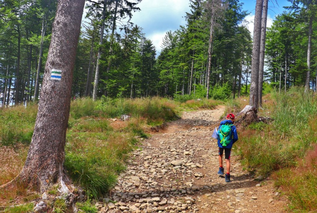 Dziecko idące leśną ścieżką, szlakiem zielonym i czarnym prowadzącym z Przegibka w kierunku Bendoszki Wielkiej