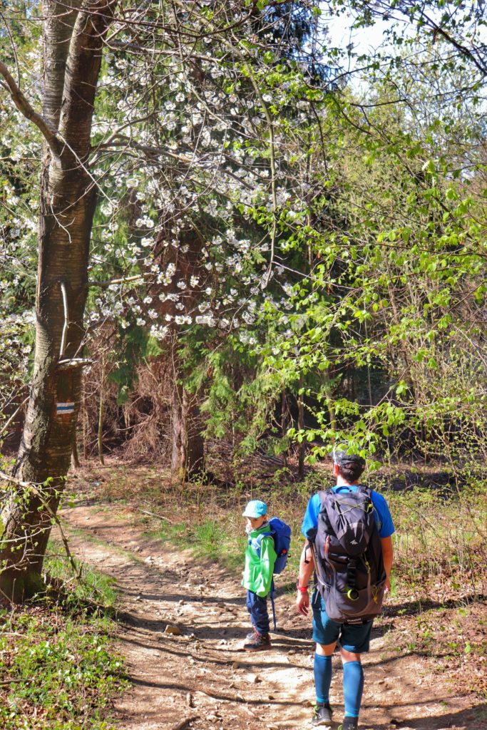 Turysta z dzieckiem idący przyjemną ścieżką na szlaku niebieskim, wiosna, kwitnące drzewa, słońce