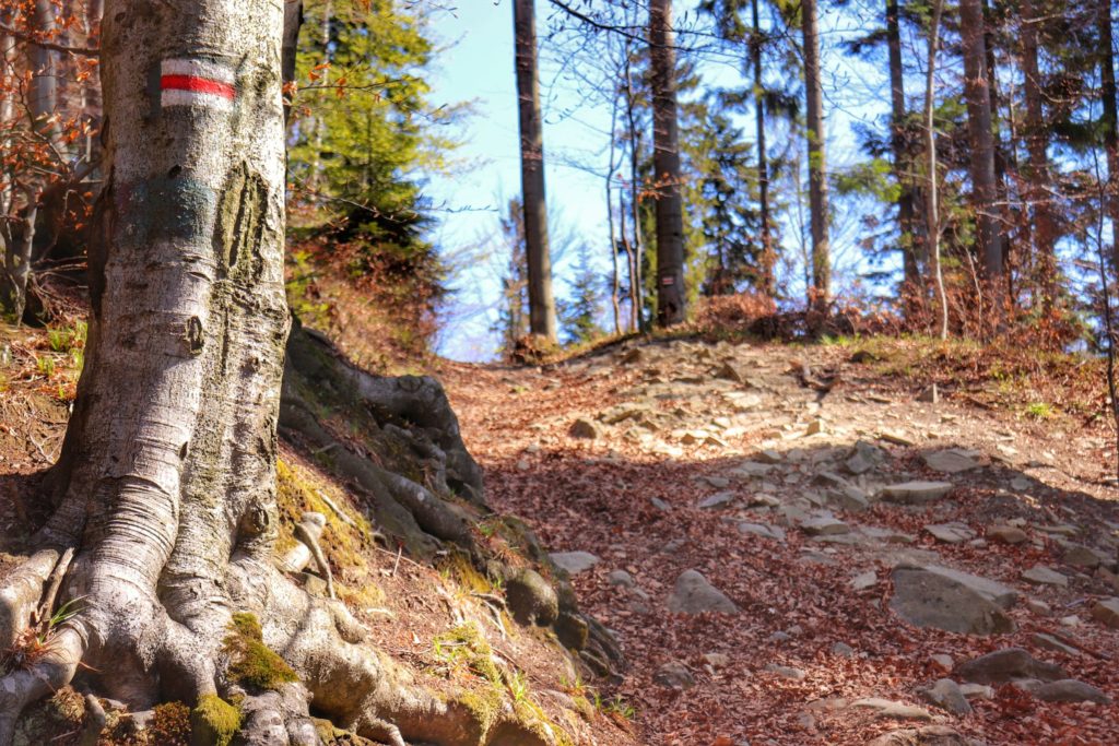 szlak czerwony oznaczony na drzewie, okolice Przysłopu, leśna ścieżka