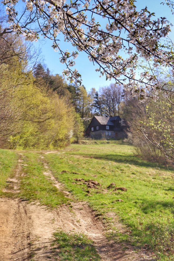 Ścieżka prowadząca do domu stojącego na szlaku czerwonym w Łodygowicach prowadzącym na Magurkę przez Czupel, wiosna, kwitnące drzewa