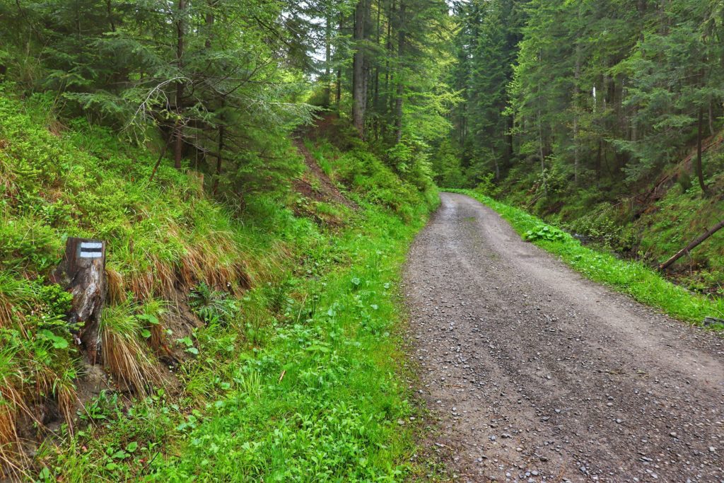 Czarny szlak prowadzący do Schroniska na Słowiance, leśna droga