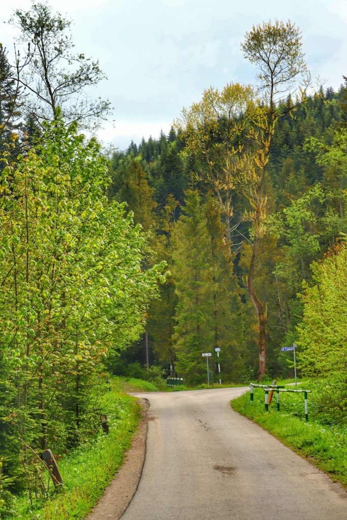 Droga asfaltowa w Żabnicy Skałka, wiosenne drzewa, zielona trawa