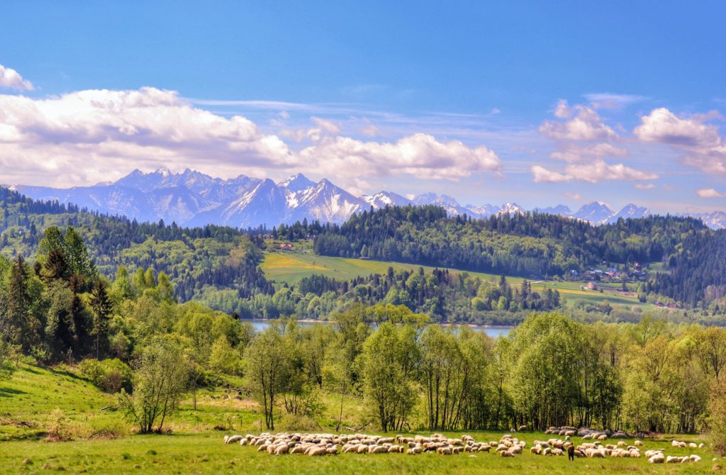Kluszkowce koło Krościenka - widok na Tatry, wypas owiec