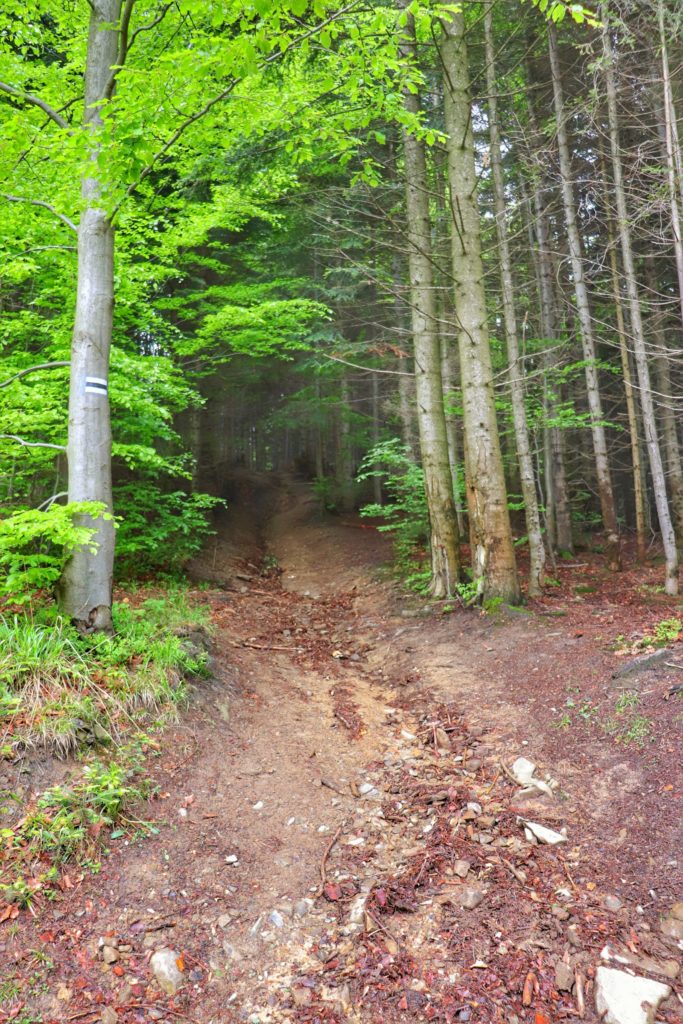 Leśna ścieżka idąca stromo w górę, podejście czarnym szlakiem pod schronisko na Słowiance