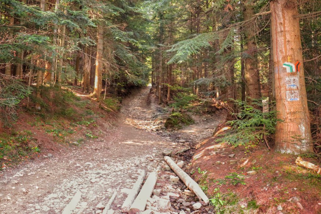 Leśna droga,miejsce, w którym szlak zielony na Mogielicę odbija w lewo