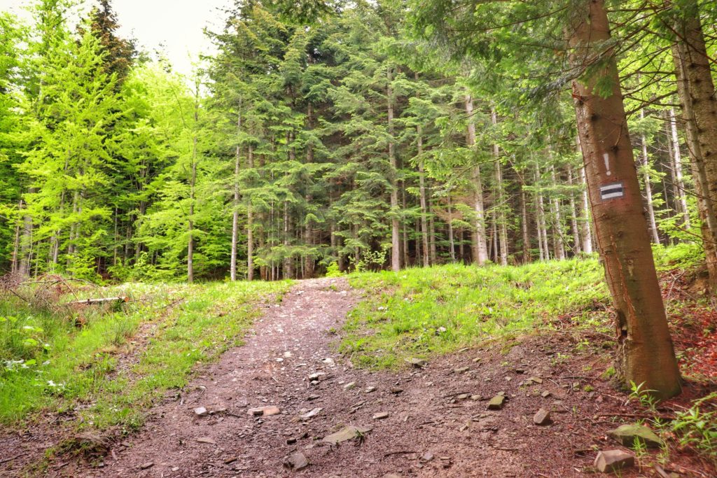 Leśna ścieżka, drzewo z oznaczeniem czarnego szlaku oraz z wykrzyknikiem