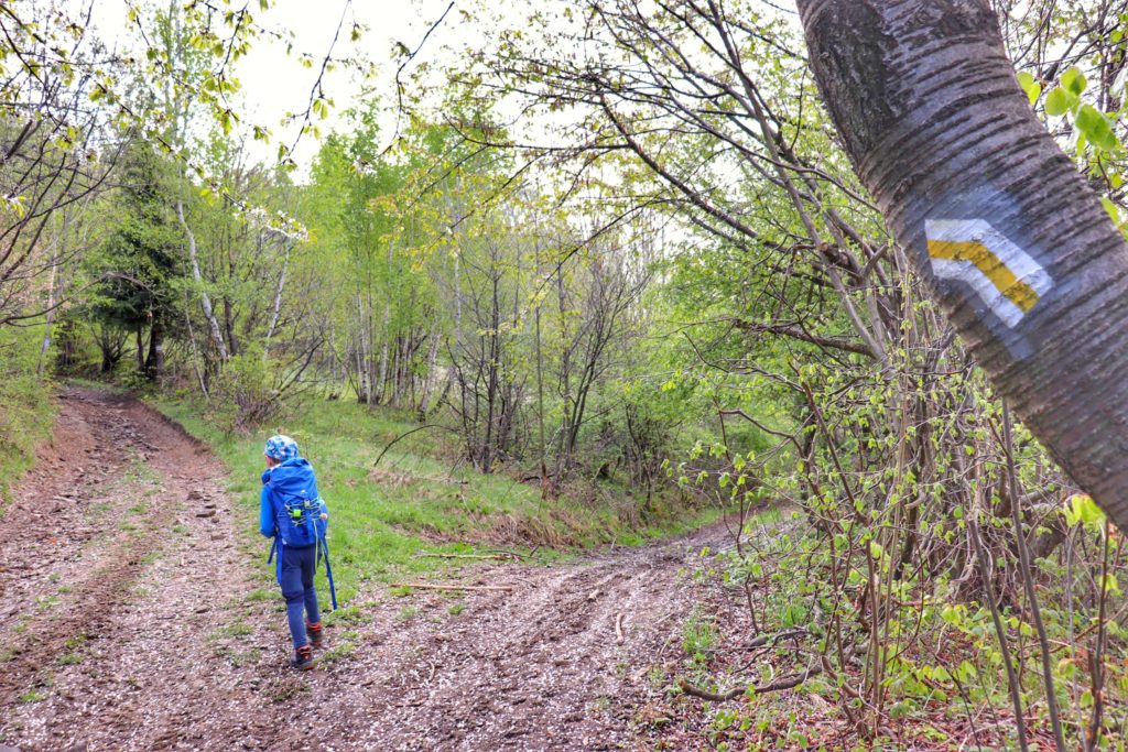 Miejsce skrętu w lewo szlaku żółtego idącego z Koszarawy na Jałowiec, dziecko, chłopiec idący leśną ścieżką
