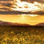 Niebo zakolorowane przez zachodzące słońce w Beskidzie Śląskim, wieczorne mgły, rzepak