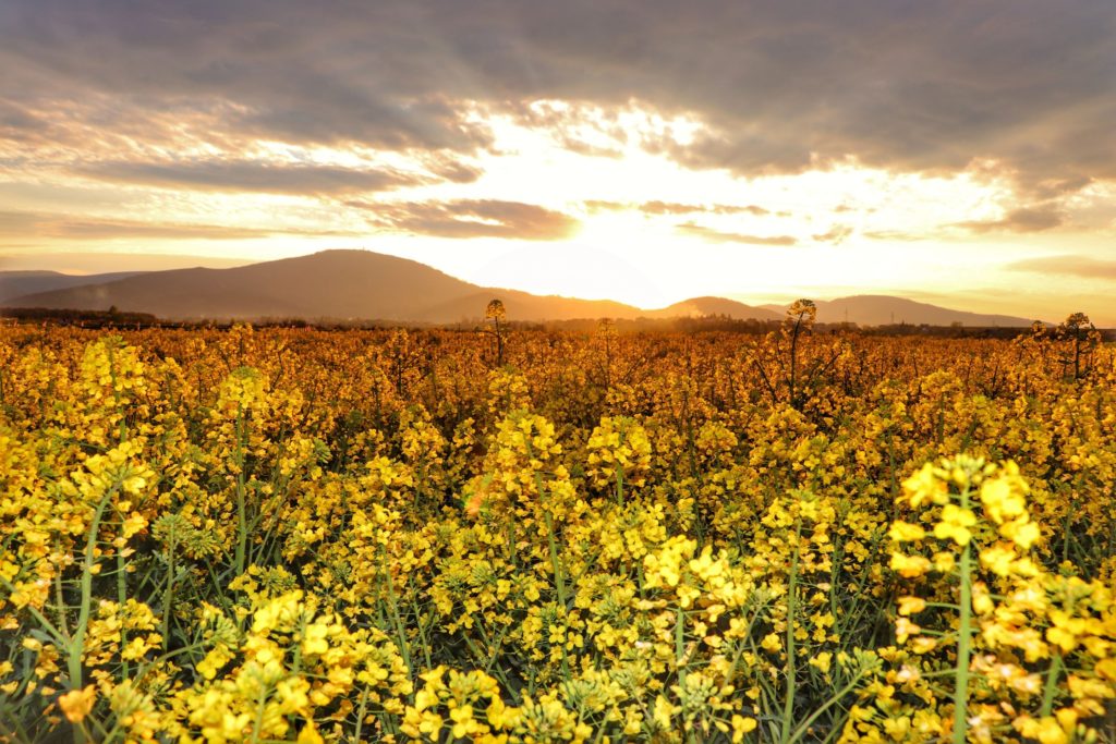 Pole rzepaku, żółte kwiaty oświetlone przez zachodzące słońce,w oddali krajobraz górski Beskidu Śląskiego, w tym Skrzyczne