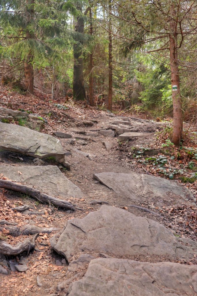 Skalno, kamienista ścieżka na szlaku zielonym i szlaku niebieskim idącym na szczyt Mogielica
