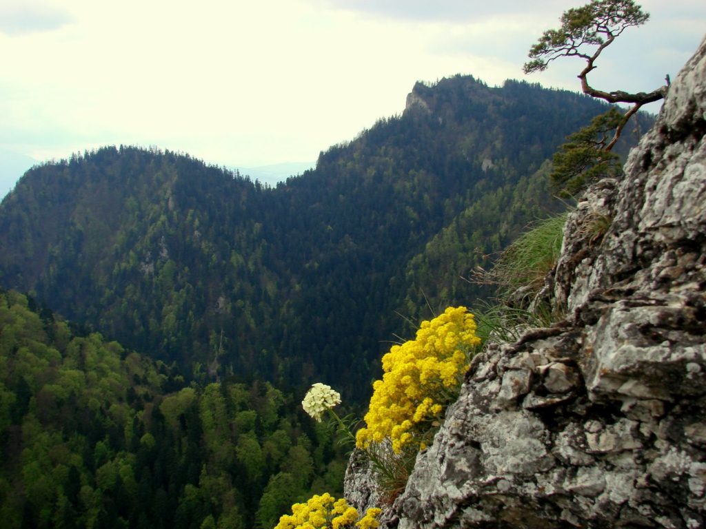 Sokolica, sosenka, żółte kwiaty, skały