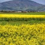 Szczyt Beskidu Śląskiego Skrzyczne widziane z pola rzepaku,wieś Sienna