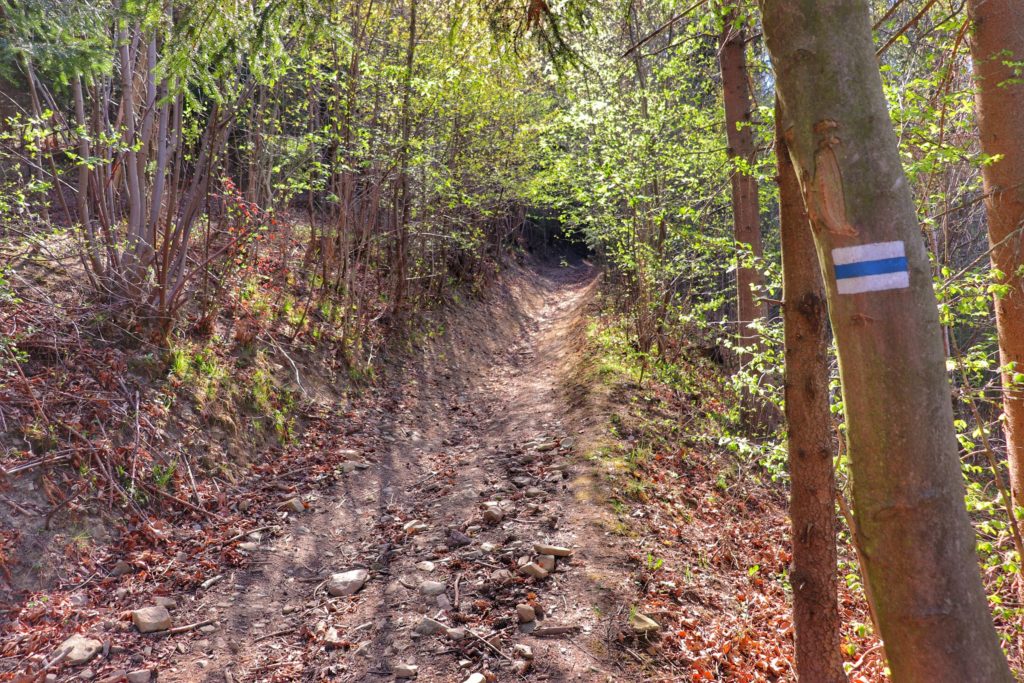 Szlak niebieski w Lesie Spalenisko we wsi Trzebinia, kamieniste podejście