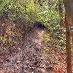 Szlak niebieski w Lesie Spalenisko we wsi Trzebinia, kamieniste podejście