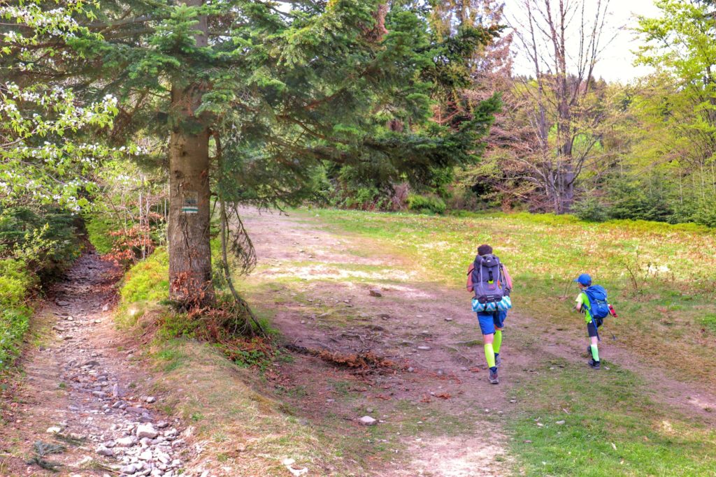 Turyści, mężczyzna i dziecko,szeroka leśna droga na zielonym szlaku na Mogielicę