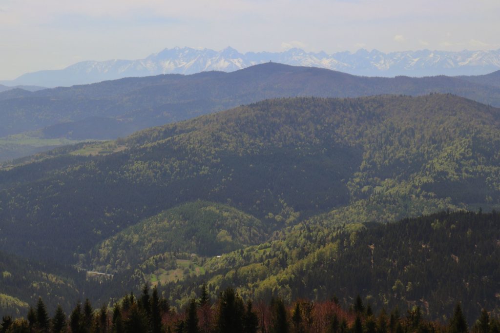 Widok na tatrzańskie szczyty - ośnieżone z Polany położonej w Beskidzie Wyspowym -Polana Stumorgowa