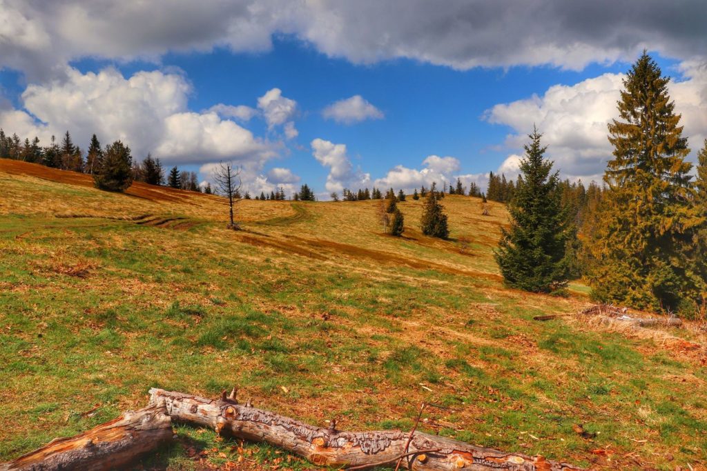 Widok na obszerną Polanę Janoszkową, żółto zielona trawa, drzewa, białe chmury na niebieskim niebie
