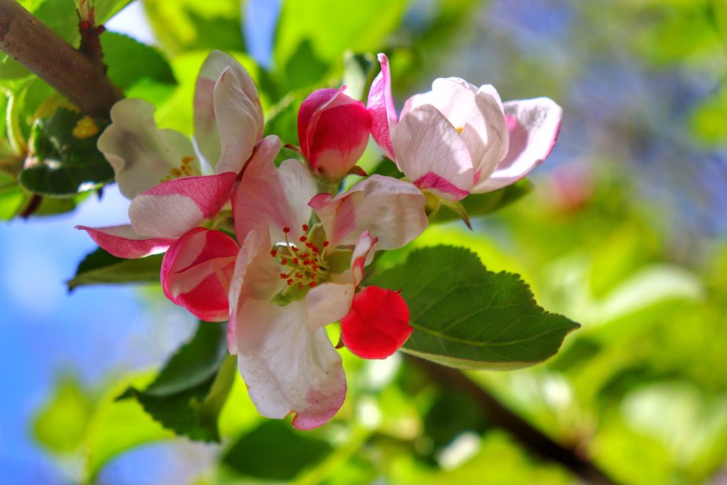Wiosenna, kwitnąca gałązka jabłoni, biało różowe kwiaty, świeże, soczysto zielone listki na niebieskim tle