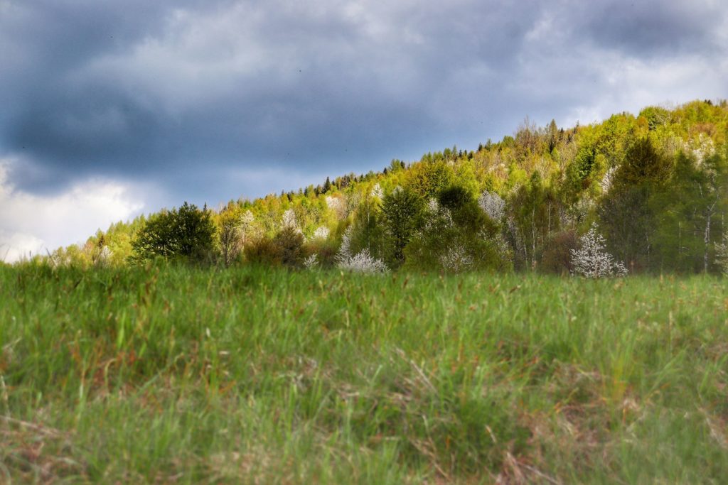 Wiosenne drzewa, trawa, łąka