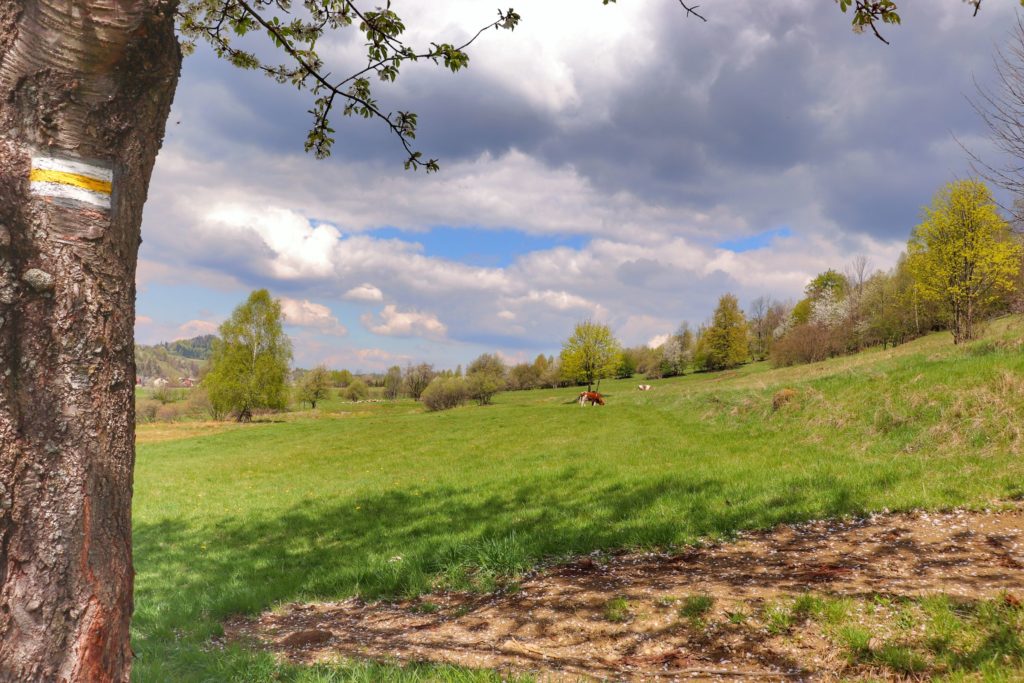 szlak żółty w Koszarawie, łąka, na której pasą się w oddali krowy, wiosna