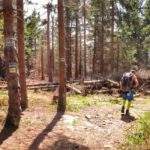 Ścieżka leśna schodząca w dół na szlaku zielonym oraz żółtym na Polanę Stumorgową ze szczytu Mogielicy, turyści - mężczyzna i dziecko