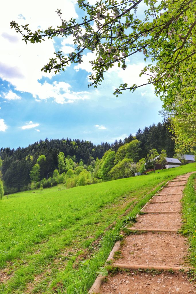 Ścieżka na zielonym szlaku na Sokolicę prowadząca obok polany, w oddali widoczny dom