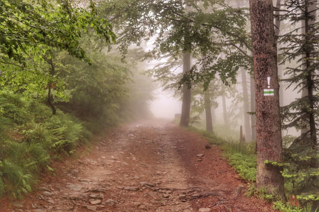 Brenna, szlak zielony z wykrzyknikiem na drzewie, ostrzegający przed zmianą kierunku szlaku, szeroka droga leśna, mgła