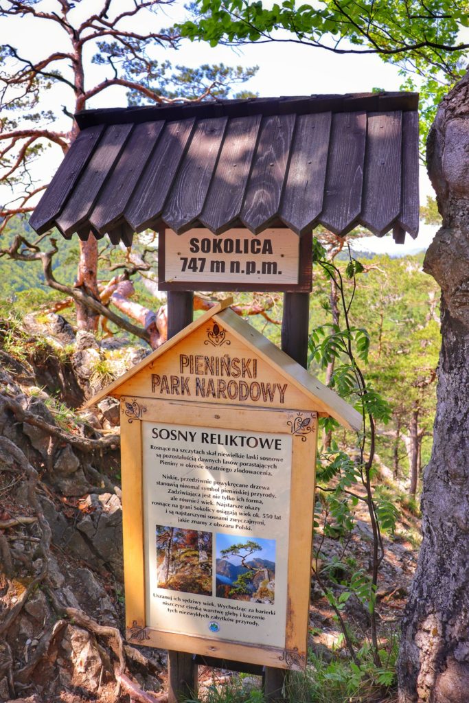 Drewniana tablica z informacjami o sosnach reliktowych, szczyt Sokolica