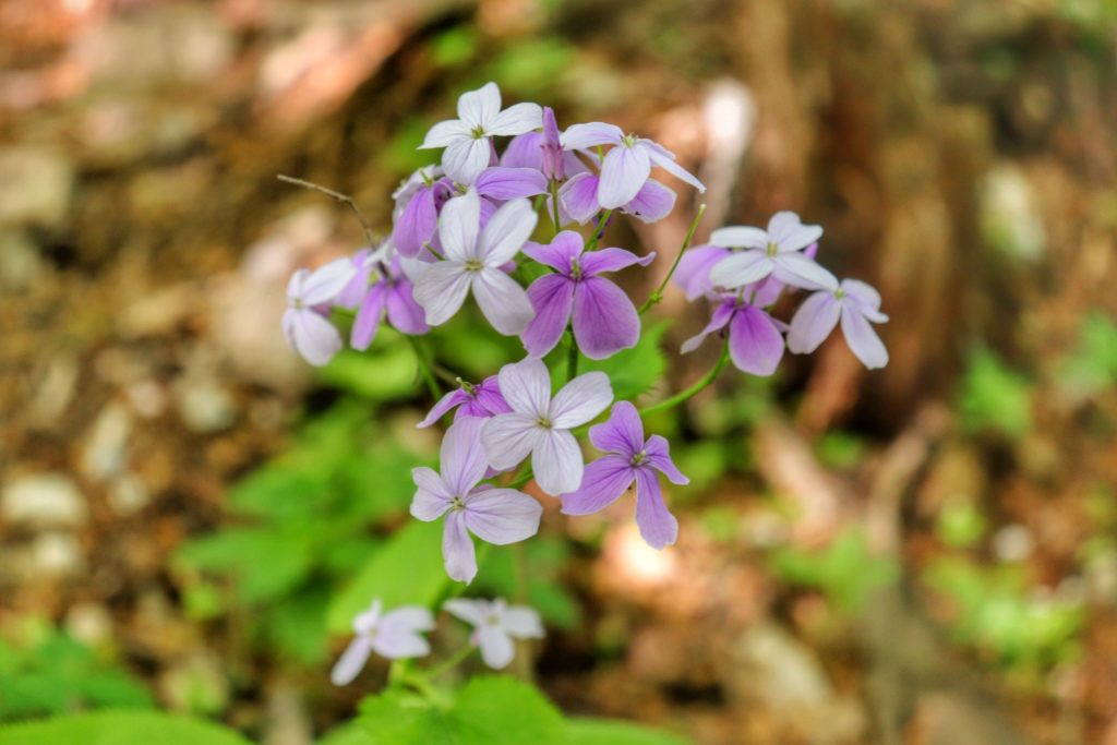 Fioletowo - białe, drobne kwiatuszki leśne