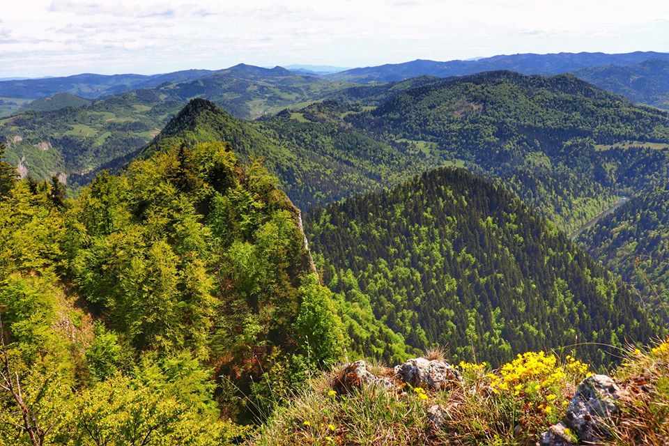 Krajobraz górski widoczny z platformy widokowej na Trzech Koronach, żółte kwiaty o nazwie smagliczka skalna 