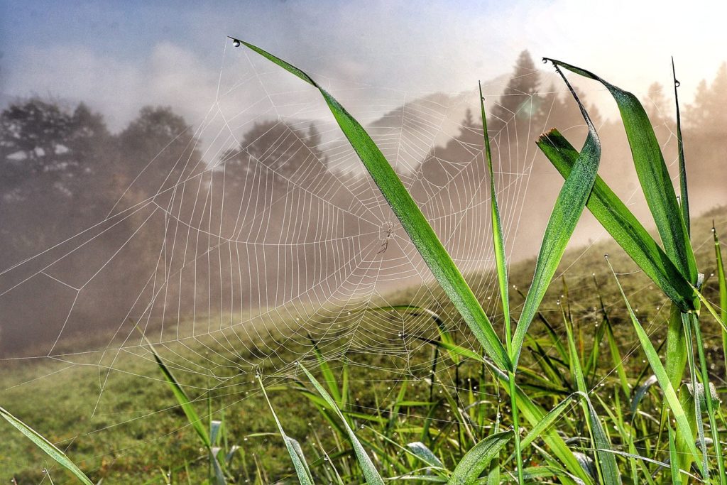 Poranna mgła, pajęczyna, zielona trawa